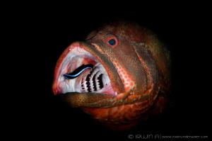 C L E A N I N G
Grouper fish (Epinephelinae)
Tulamben, ... by Irwin Ang 